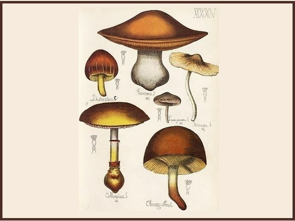 Les champignons dans la culture au cours des époques