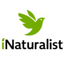 Voyage au cœur d'iNaturalist: fer de lance de la science citoyenne