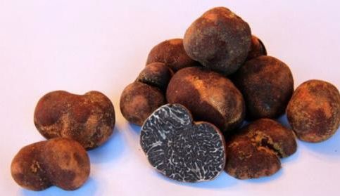 La production de truffes au Québec: un mythe devenu réalité