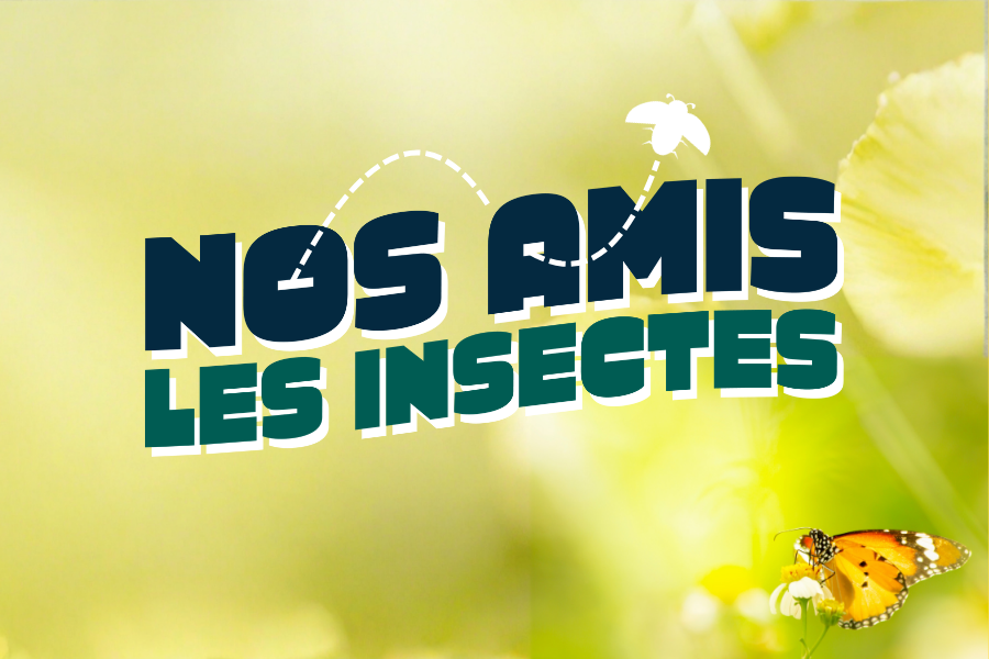 Articles - Vignette