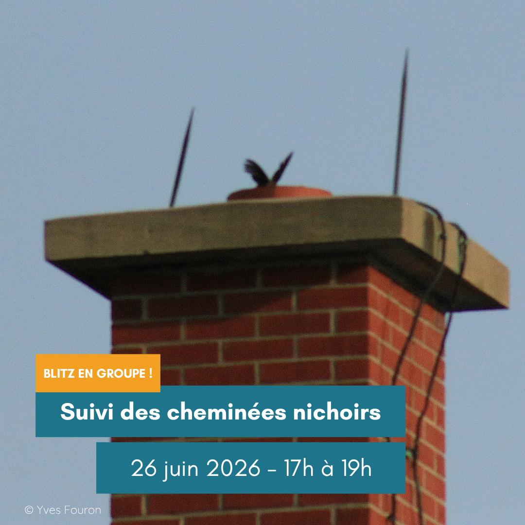 Suivi des cheminées nichoirs du martinet ramoneur - Vendredi 26 juin 2026