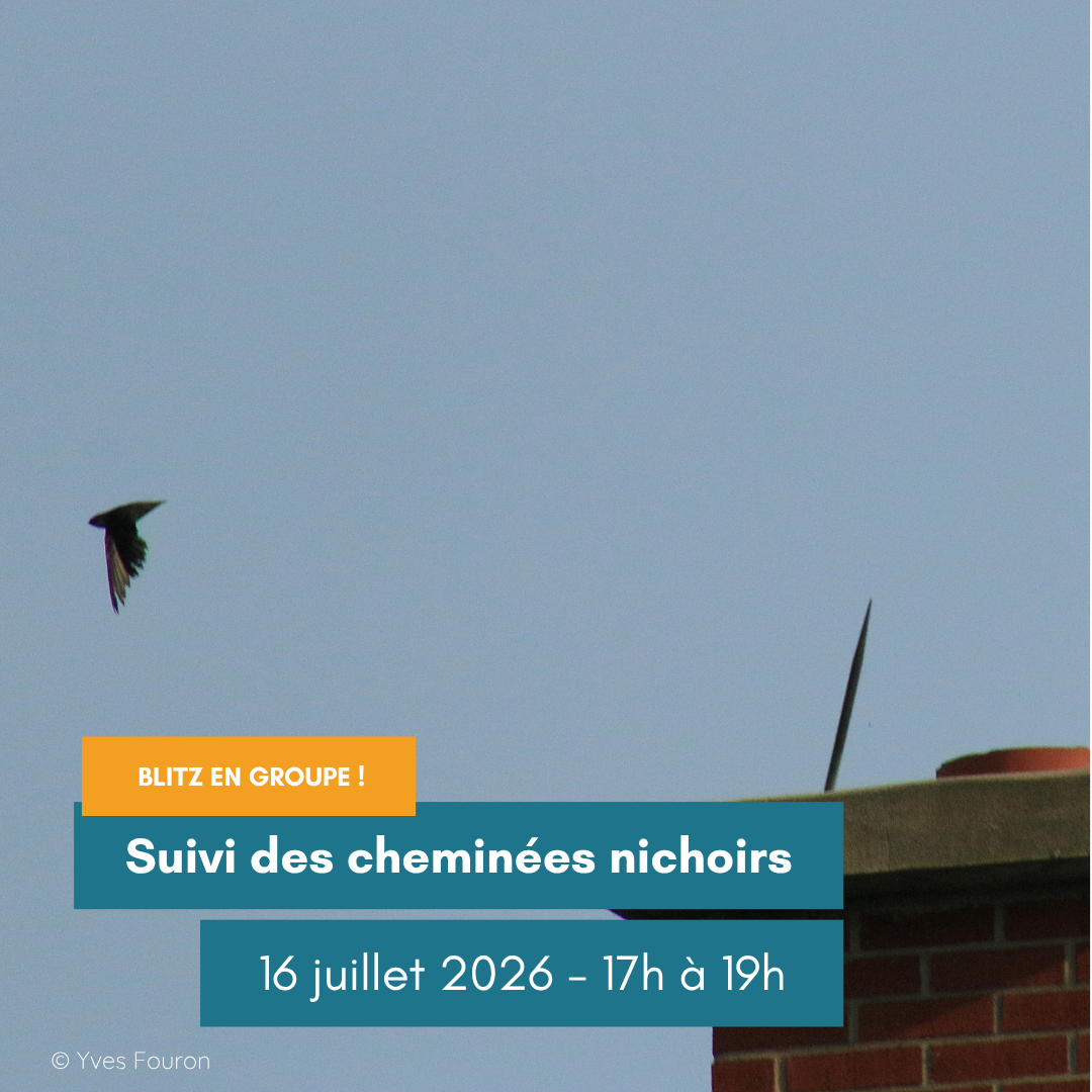 Suivi des cheminées nichoirs du martinet ramoneur - Jeudi 16 juillet 2026
