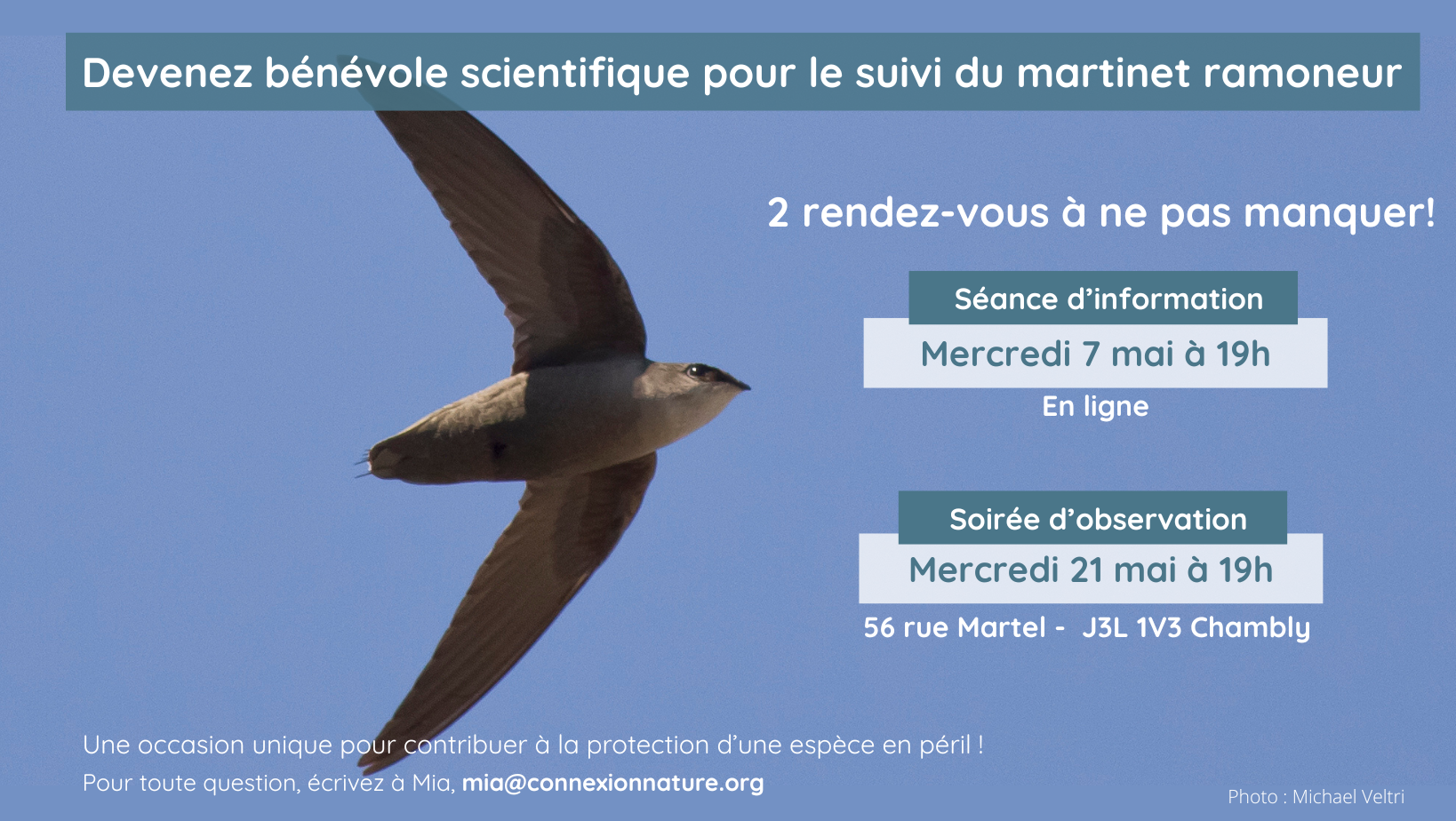 Séance d'information pour le suivi bénévole du martinet ramoneur - Mercredi 7 mai 2025 (en ligne)
