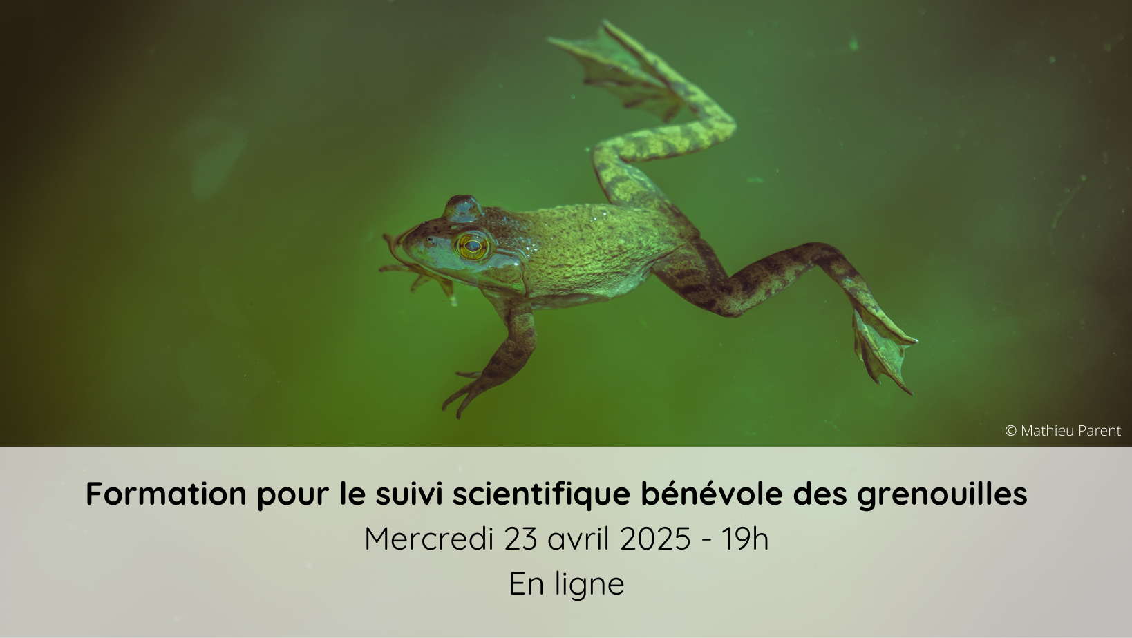 Formation pour le suivi scientifique bénévole des grenouilles 23 avril 2025 - EN LIGNE - GRATUIT