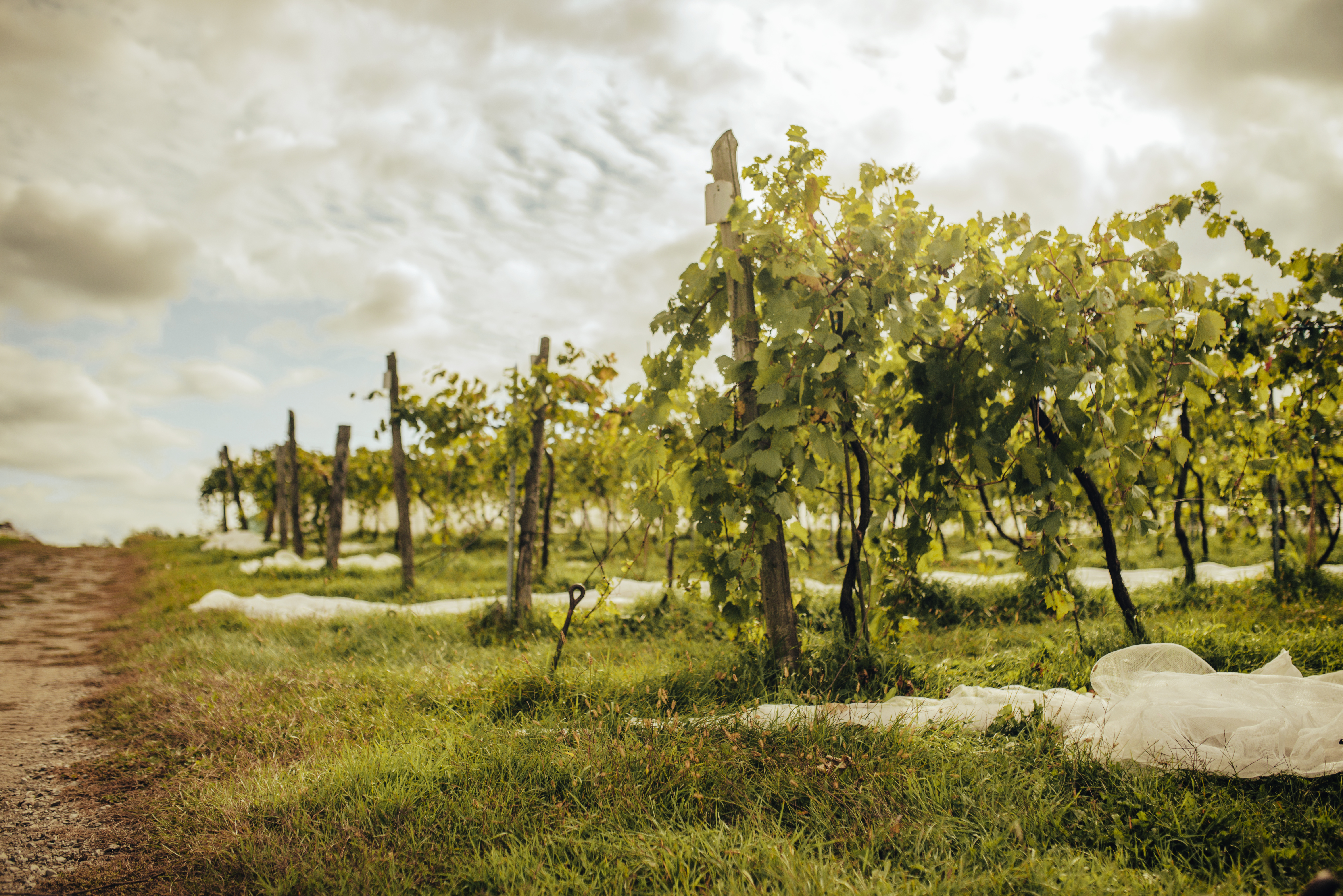 Vignoble Côte des Limousins