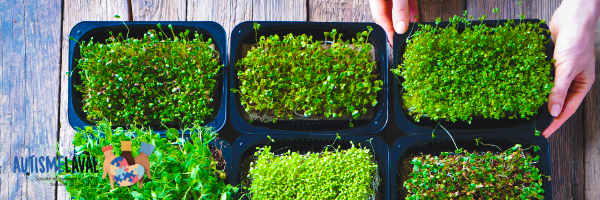 Atelier- Micro pousses