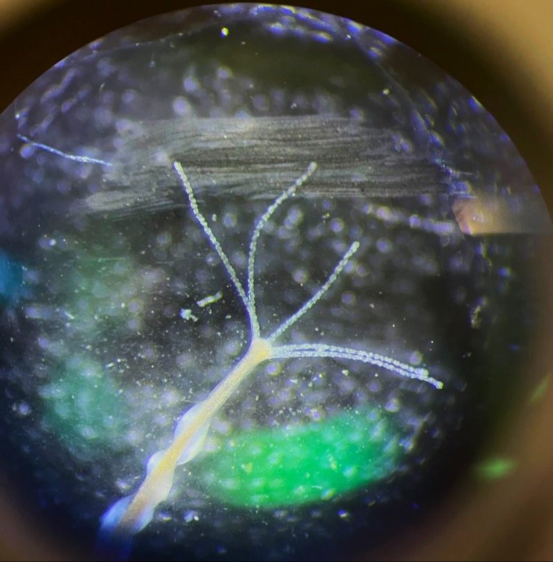 Hydre d'eau douce(soirée microscopie), Daniel Rivest
