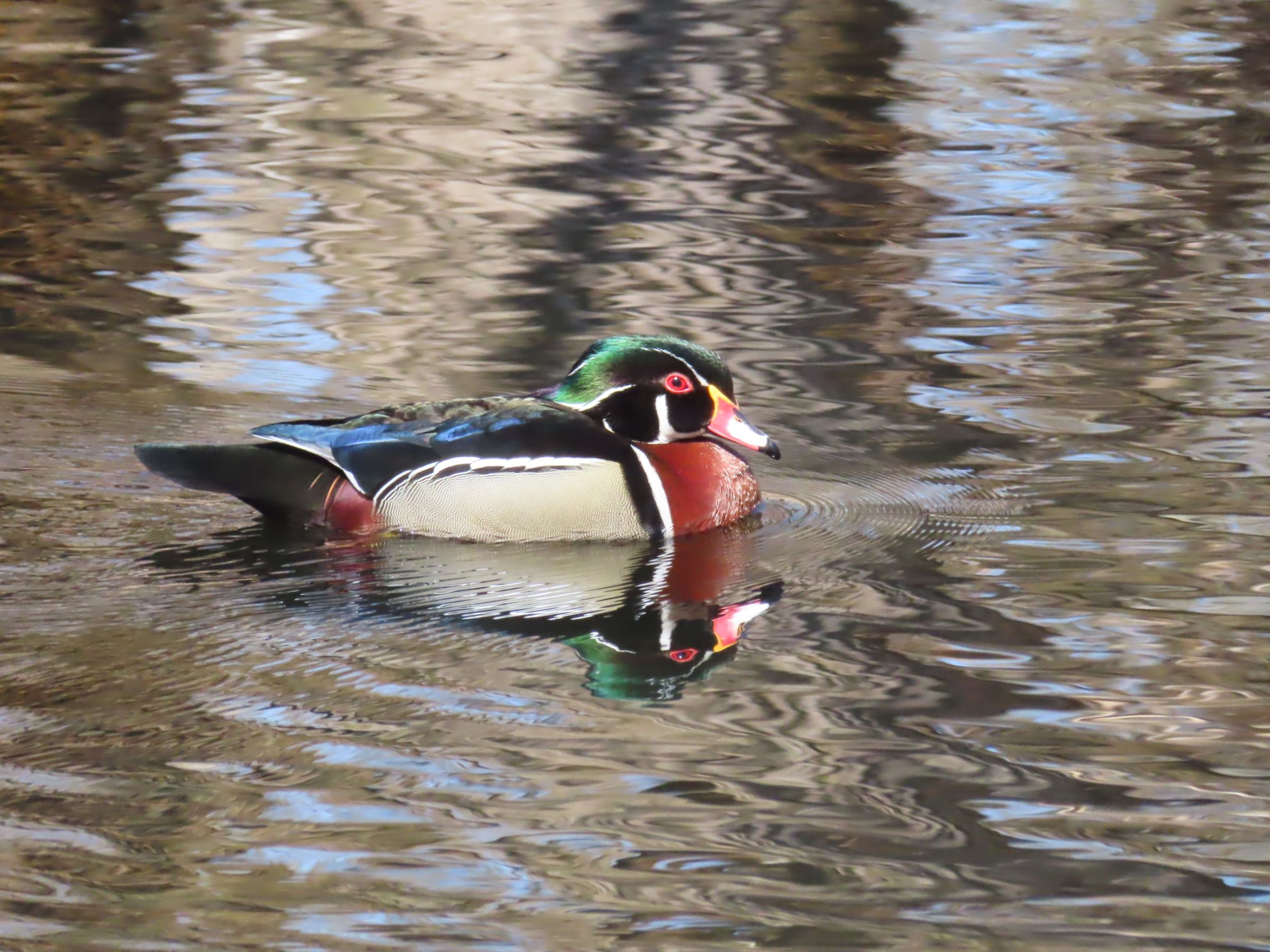 Canard branchu, Bernard Leduc