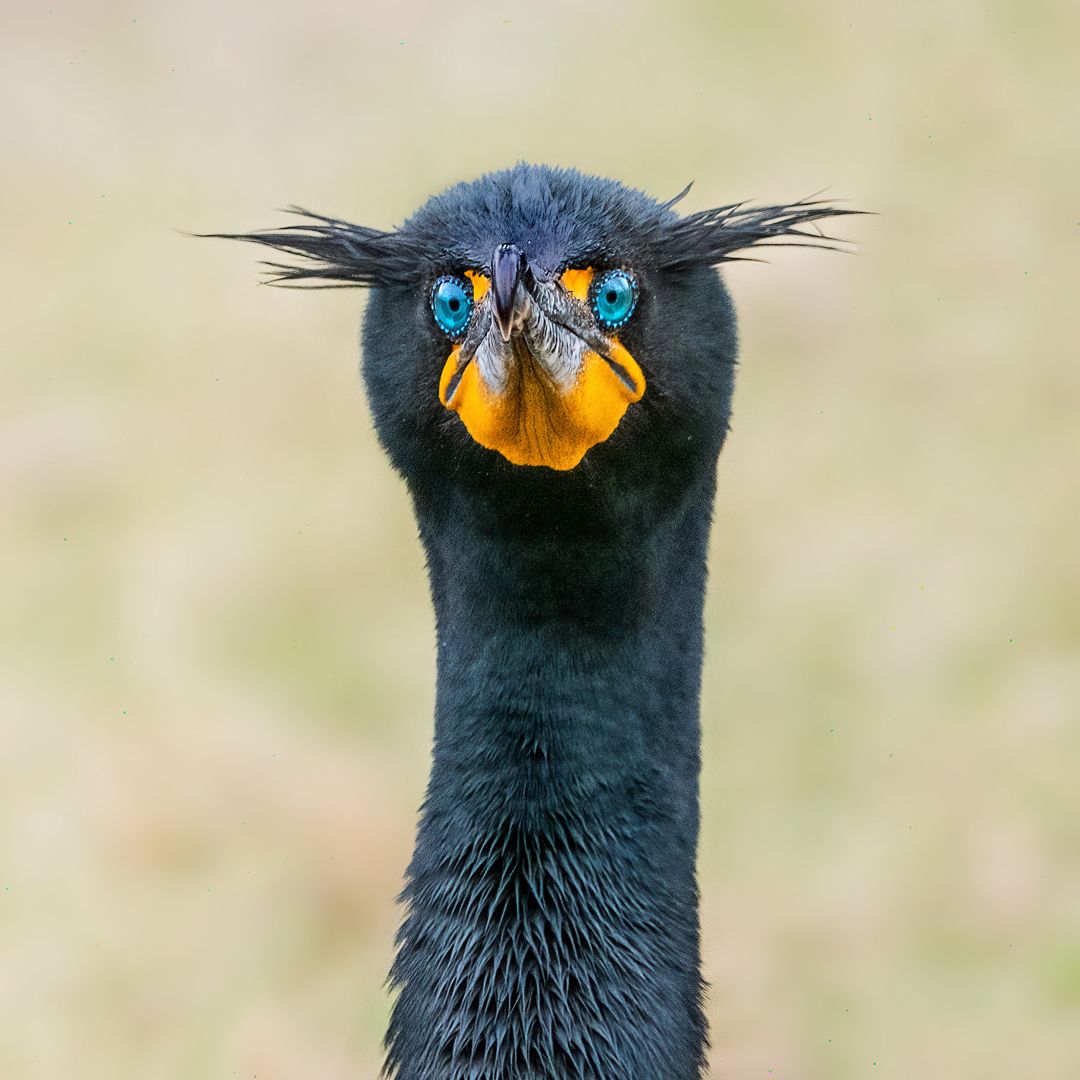 Cormoran à aigrette, Danielle Abran