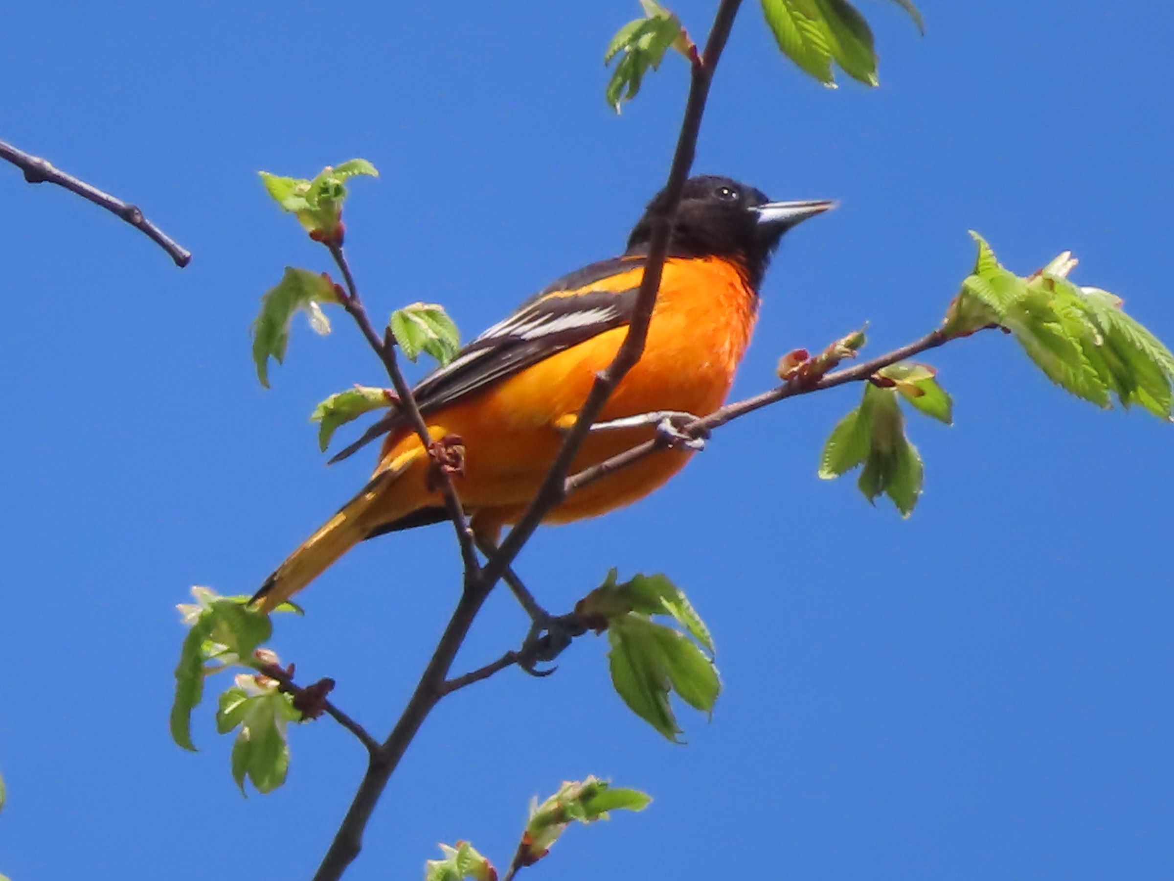 Oriole de Baltimore, Bernard Leduc