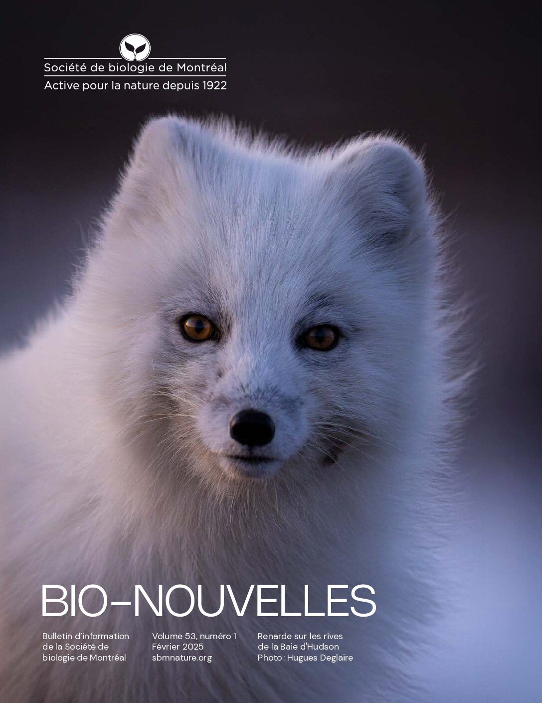Articles - Vignette