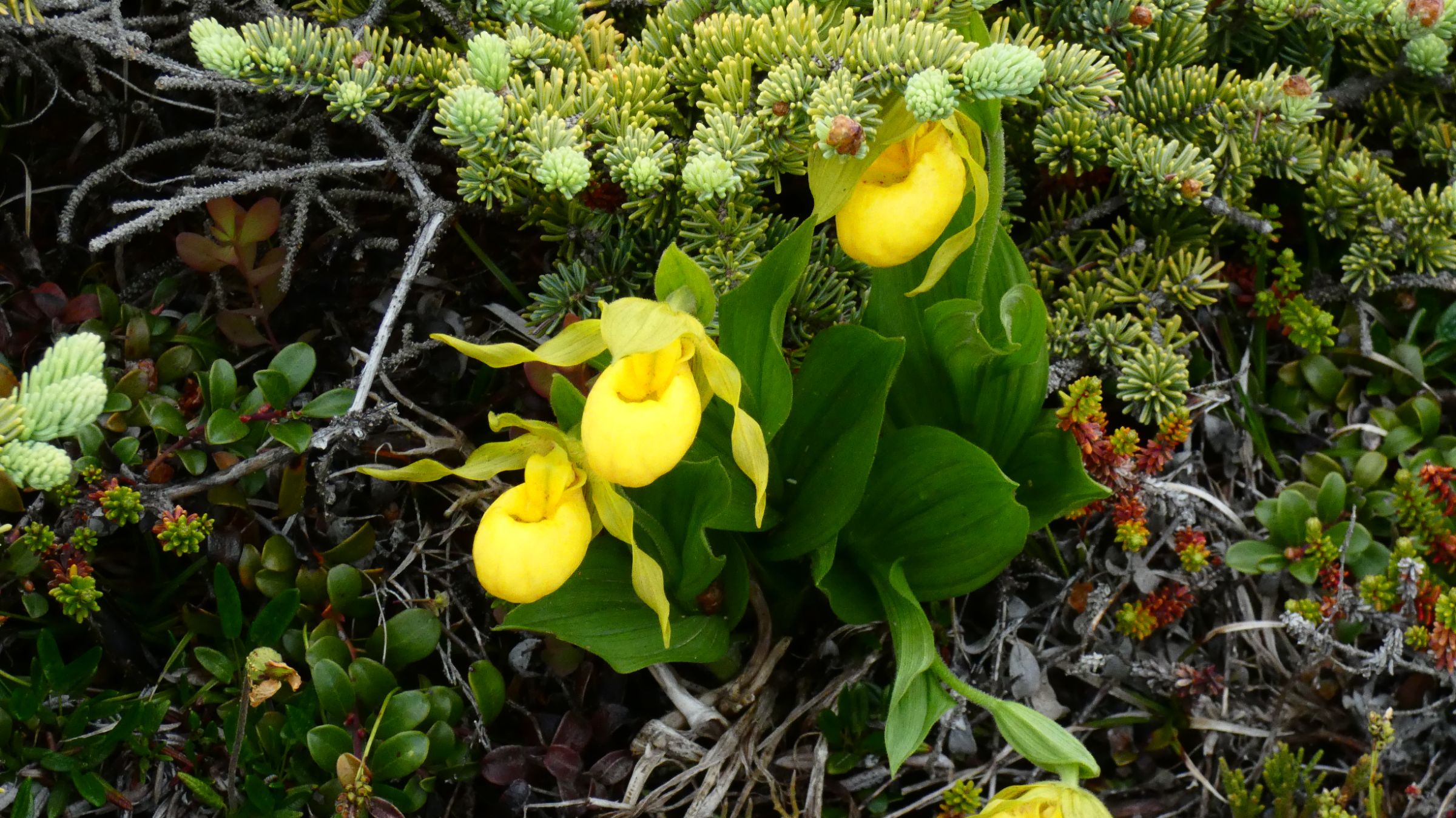 Cypripède jaune à pétales plats