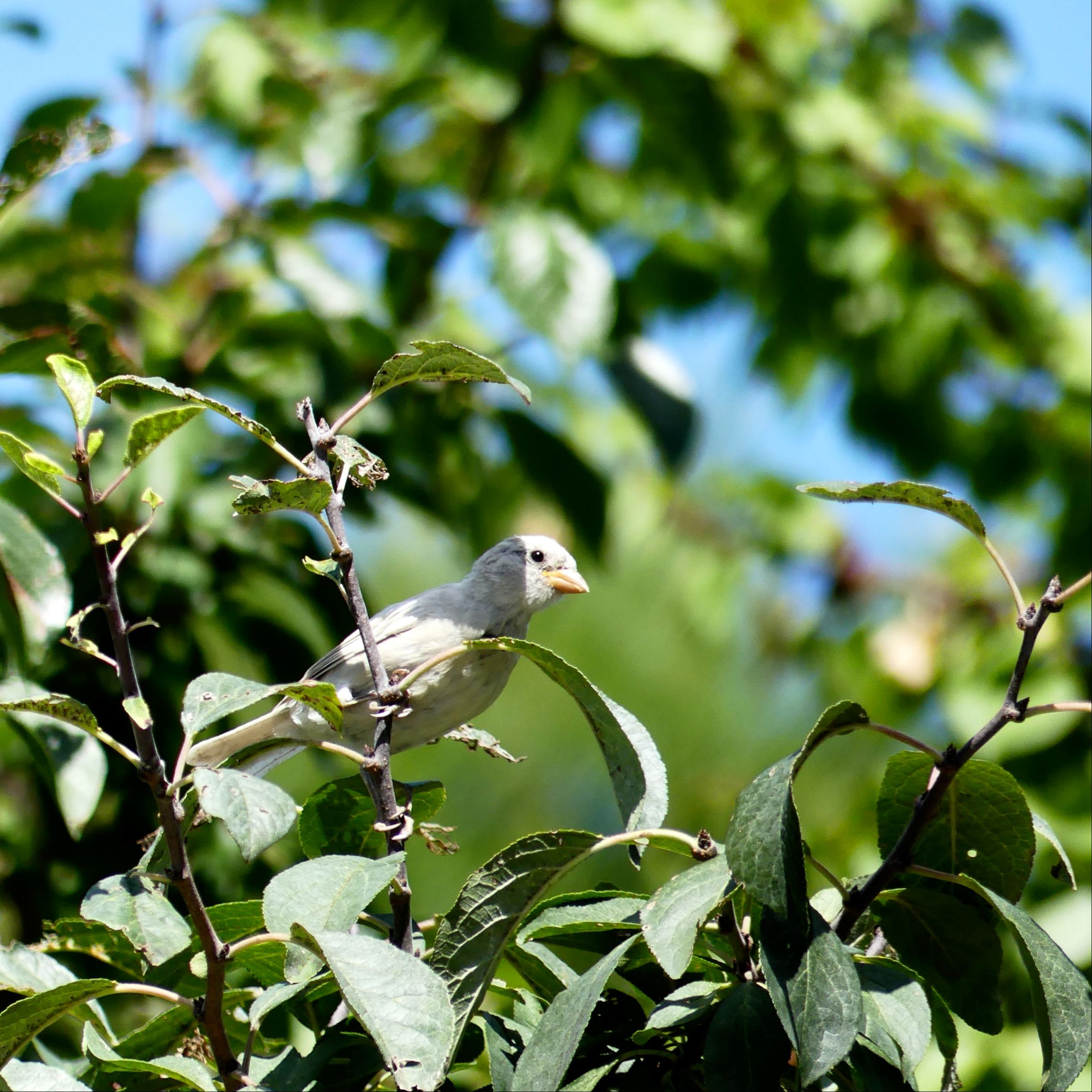 Moineau domestique leucique