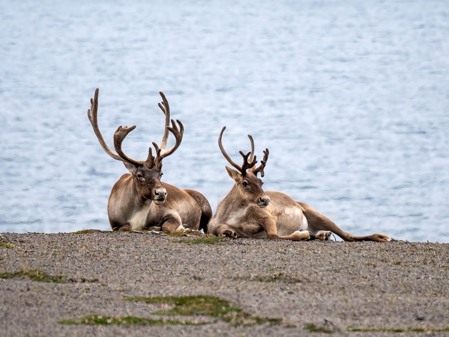 Caribou
