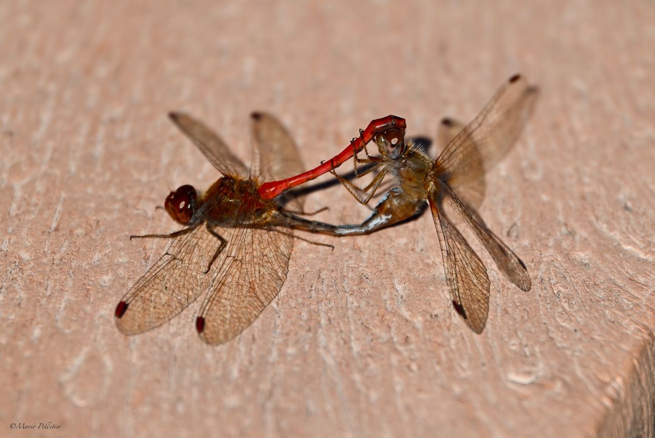 Sympetrum tardif