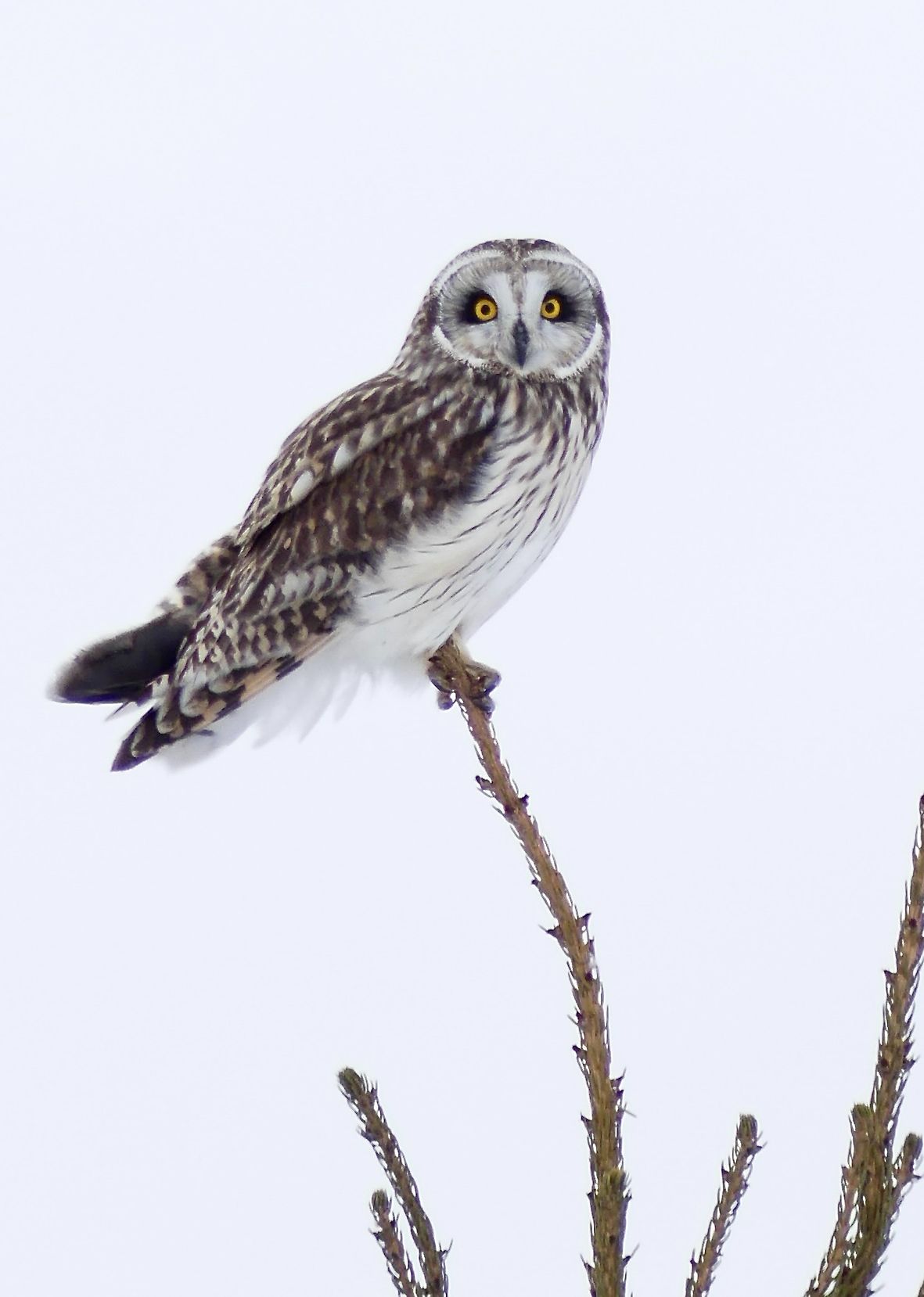 Hibou des marais