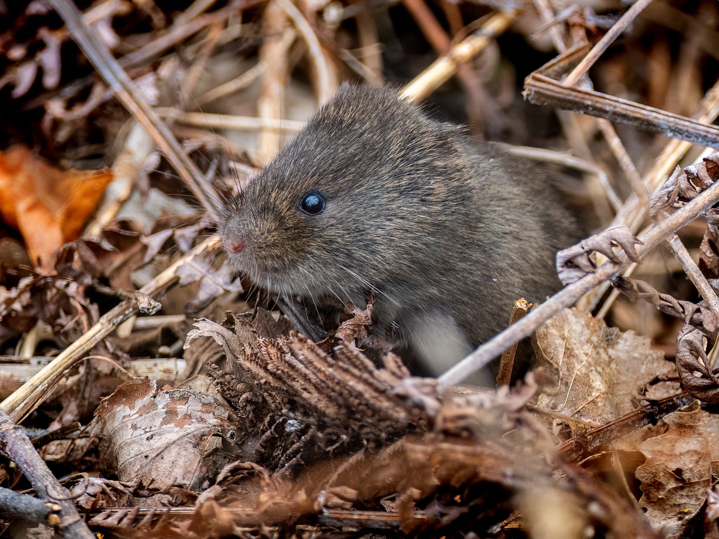 Campagnol des champs