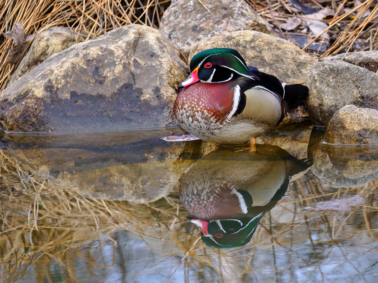Canard branchu mâle