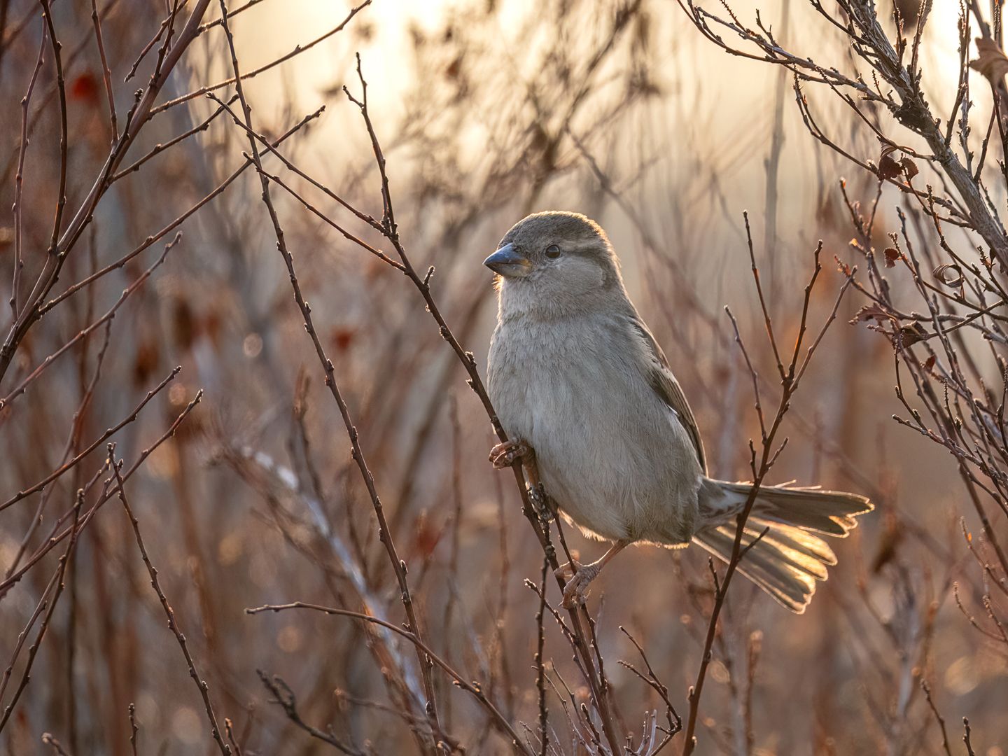 Moineau domestique femelle