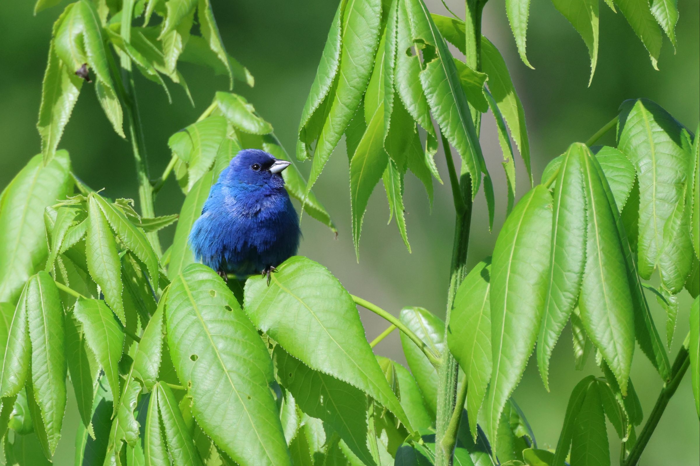 Passerin indigo