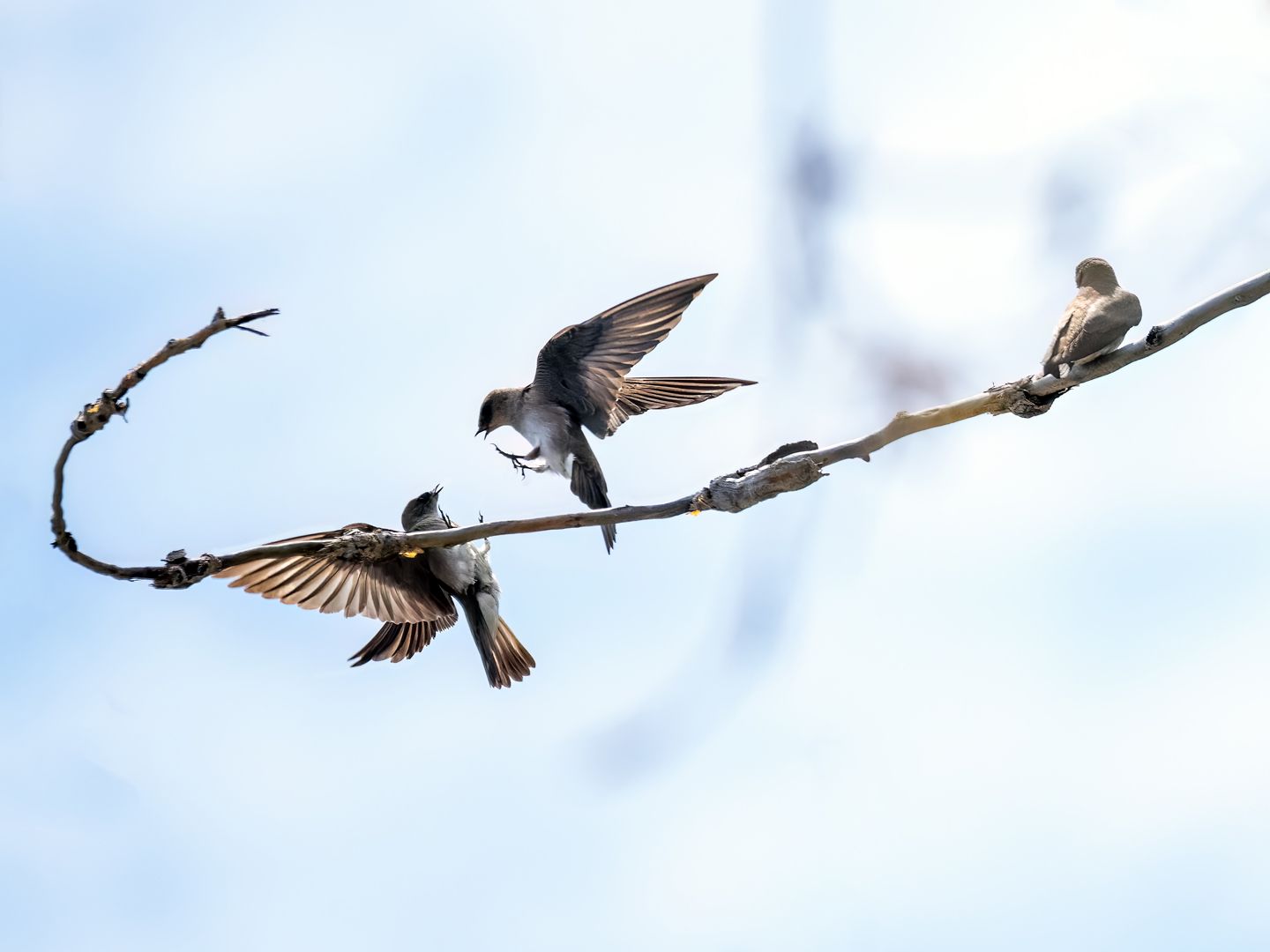 Hirondelle à ailes hérissées
