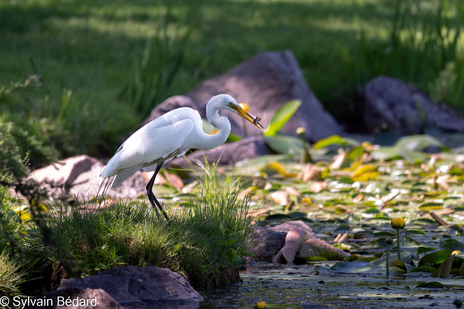 Grande Aigrette
