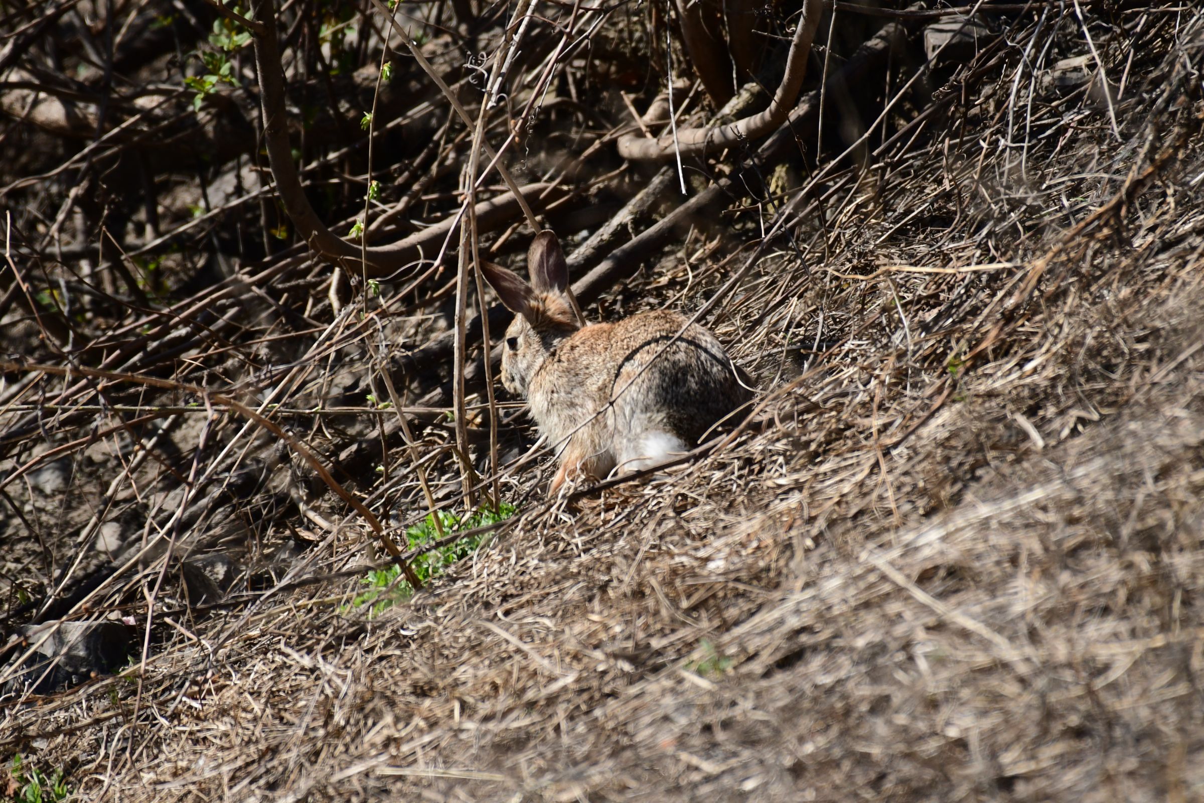 Lapin à queue blanche