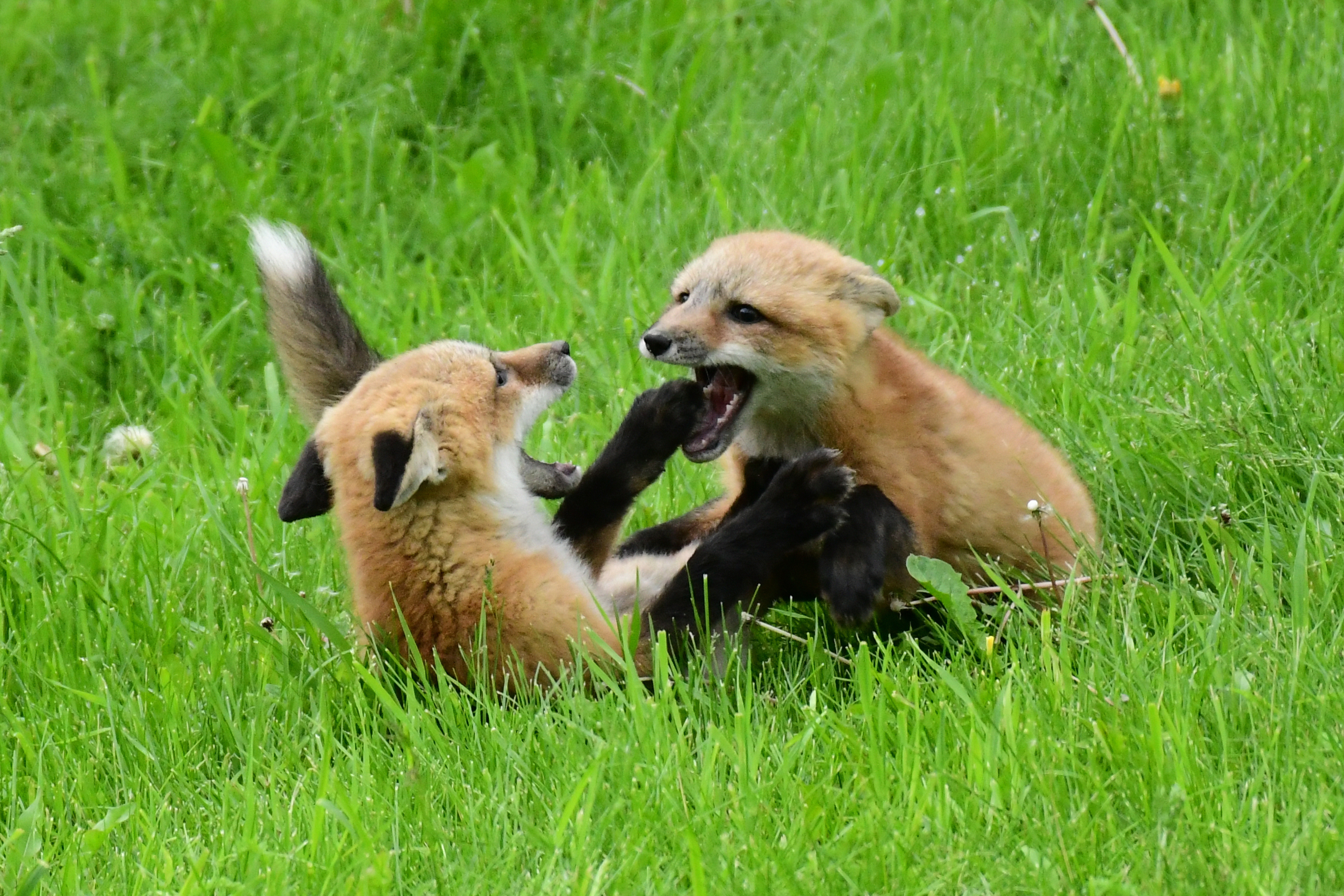 Renard roux