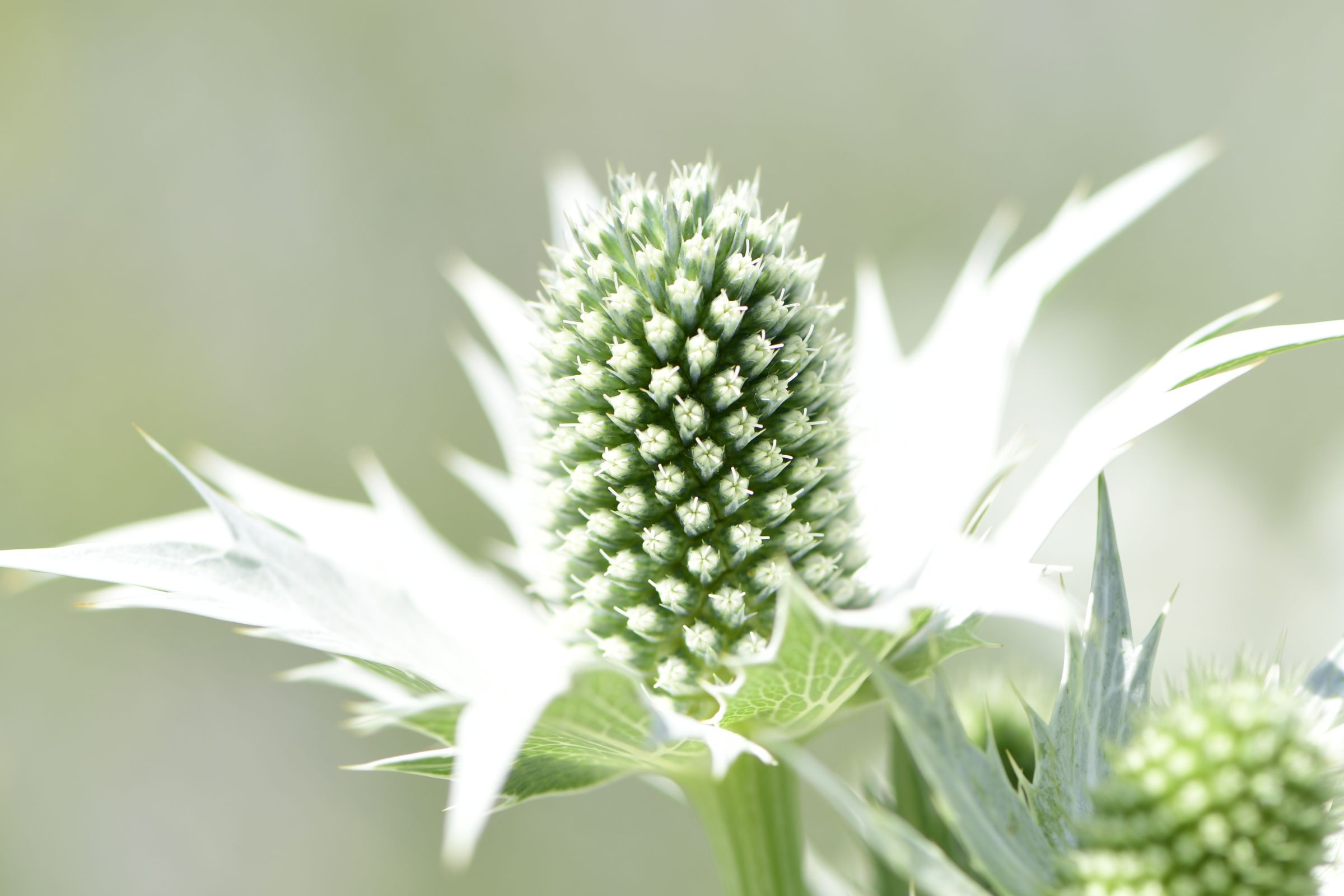 Panicaut géant