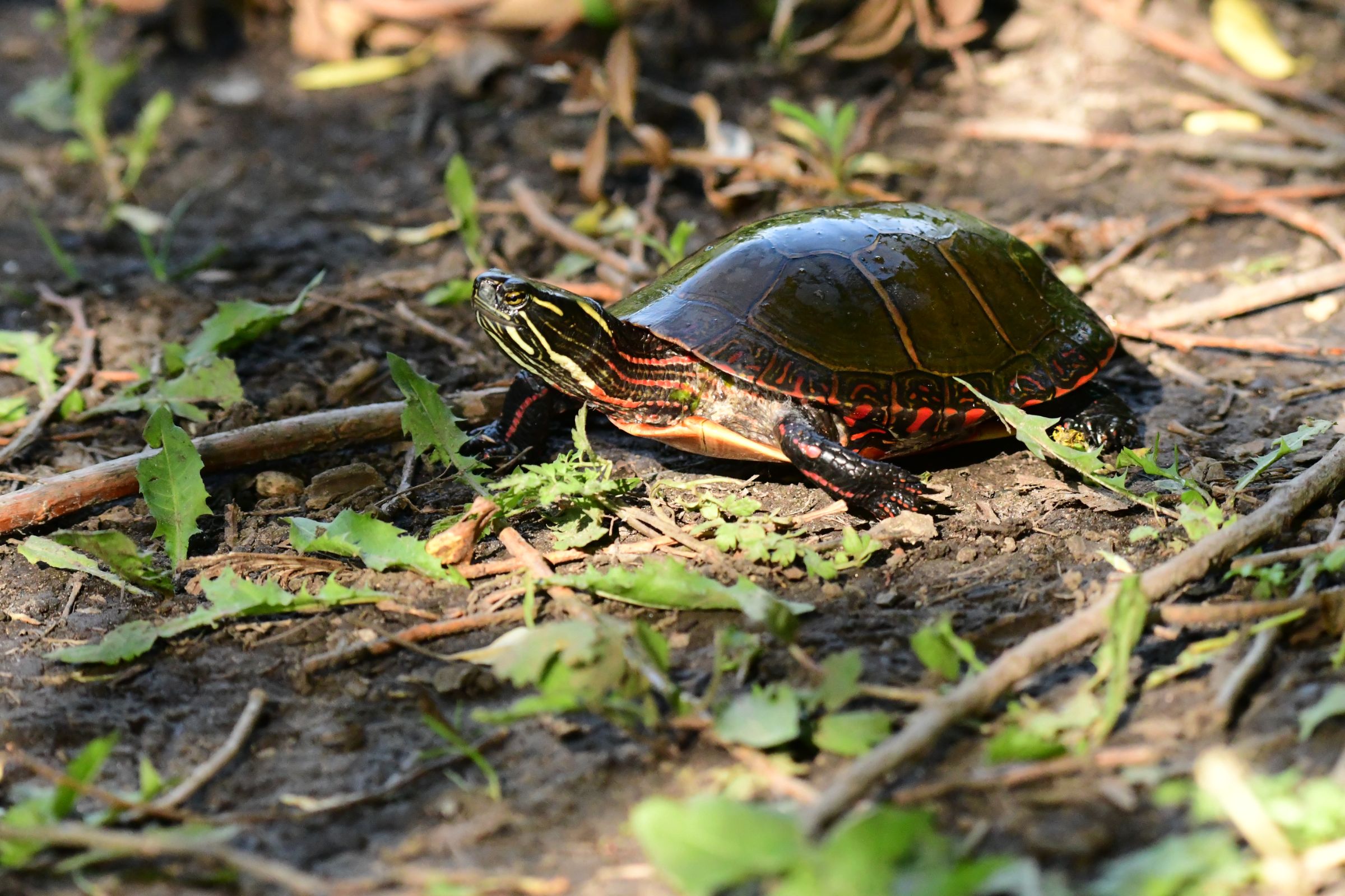 Tortue peinte