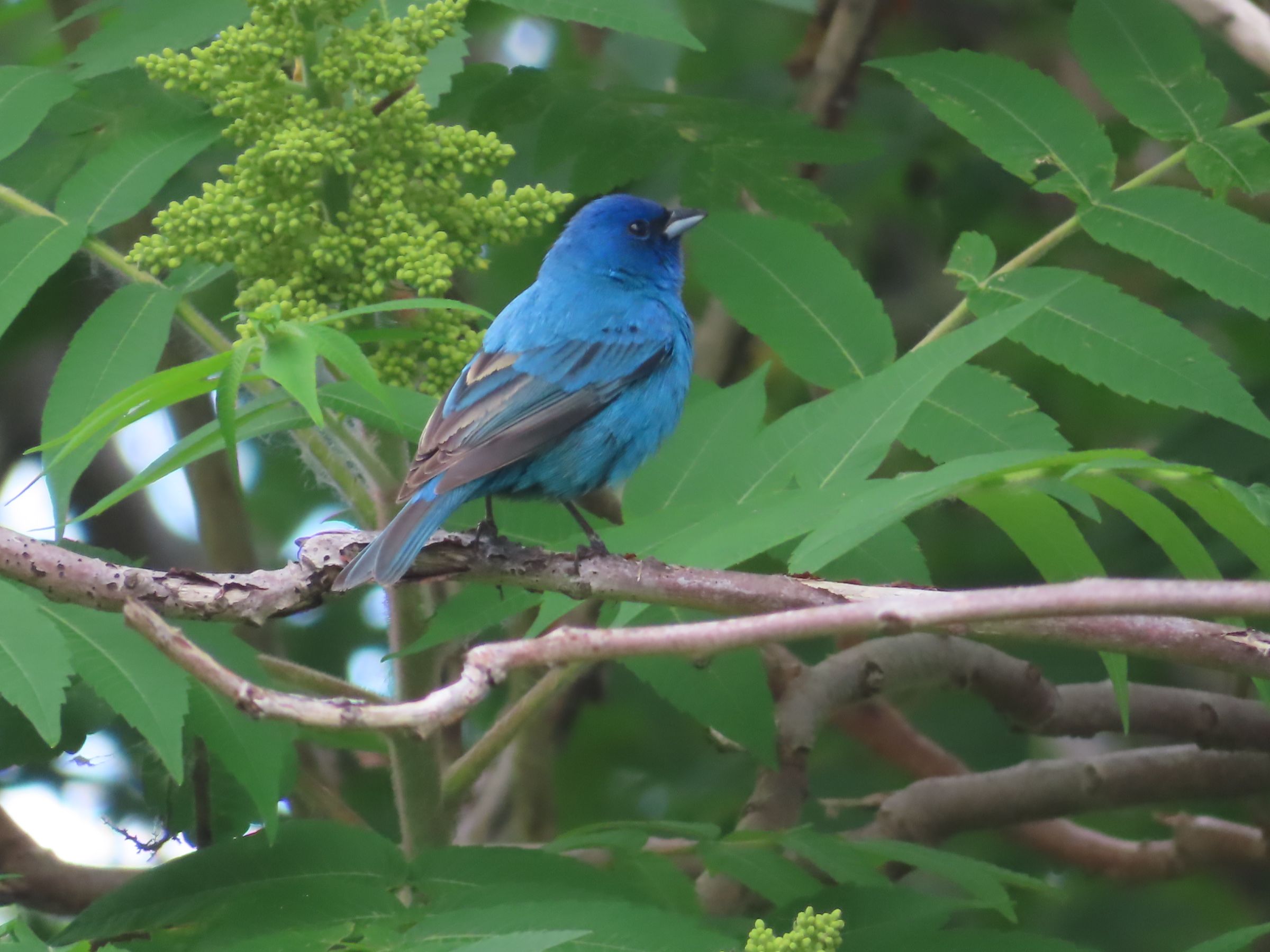 Passerin Indigo