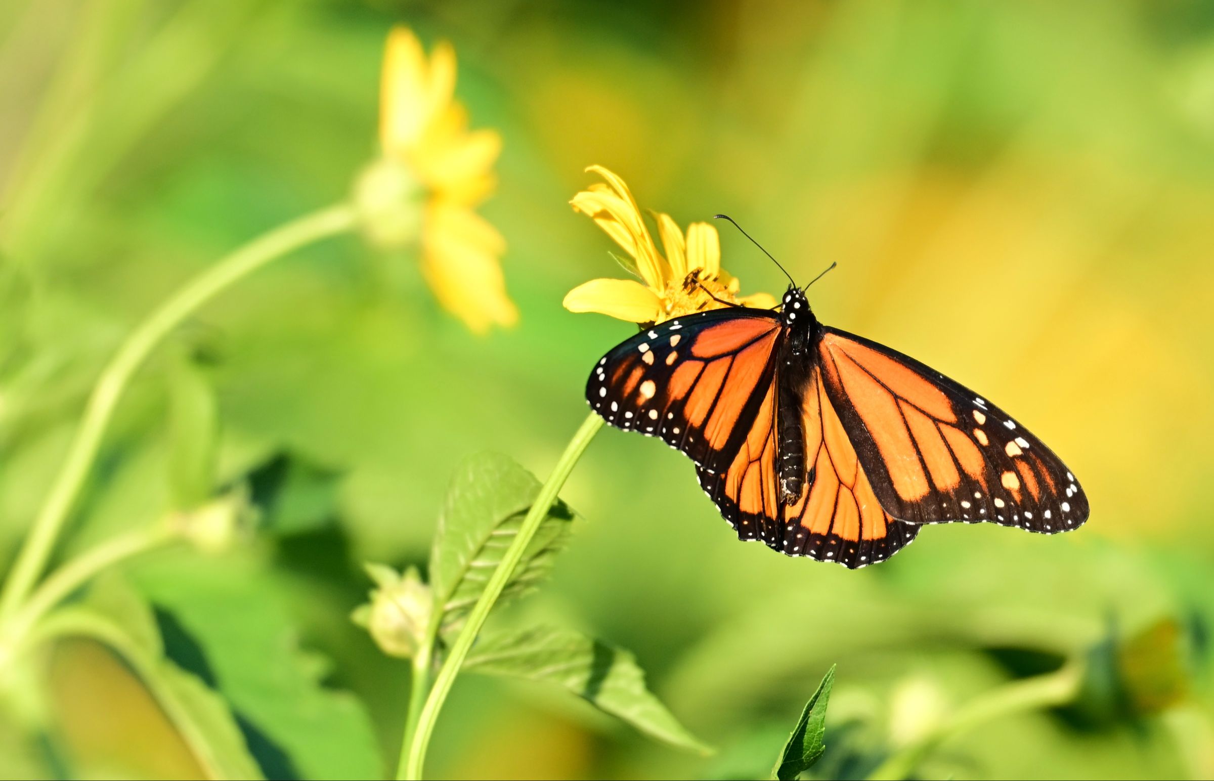 Papillon Monarque