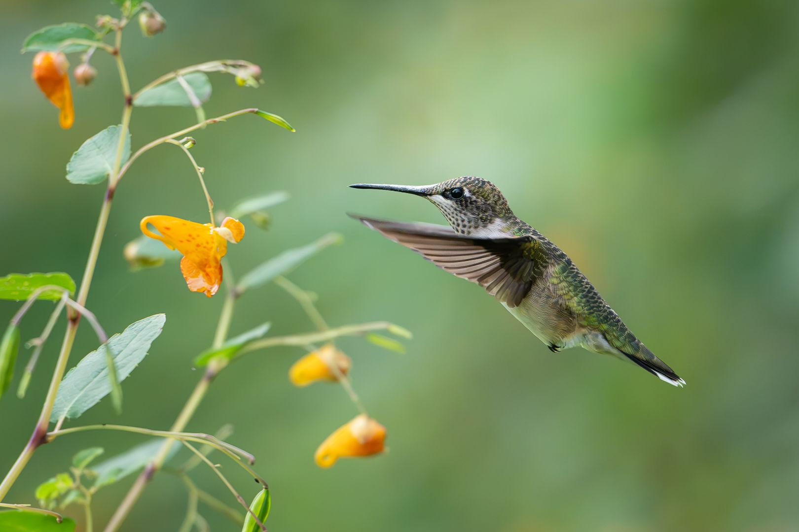 Colibri à gorge rubis
