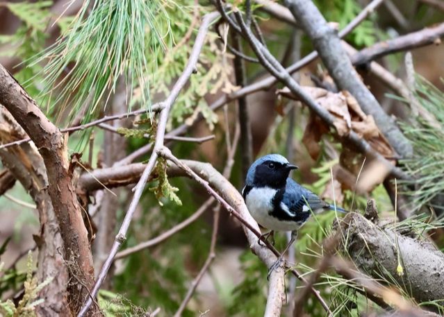Paruline Bleue