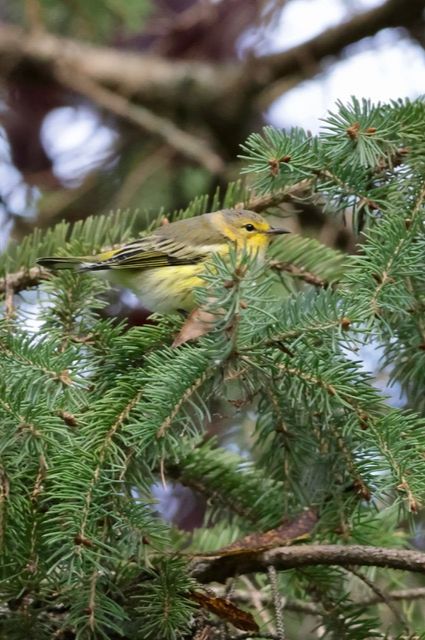 Paruline tigrée