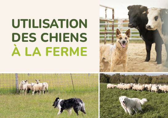 Utilisation des chiens à la ferme