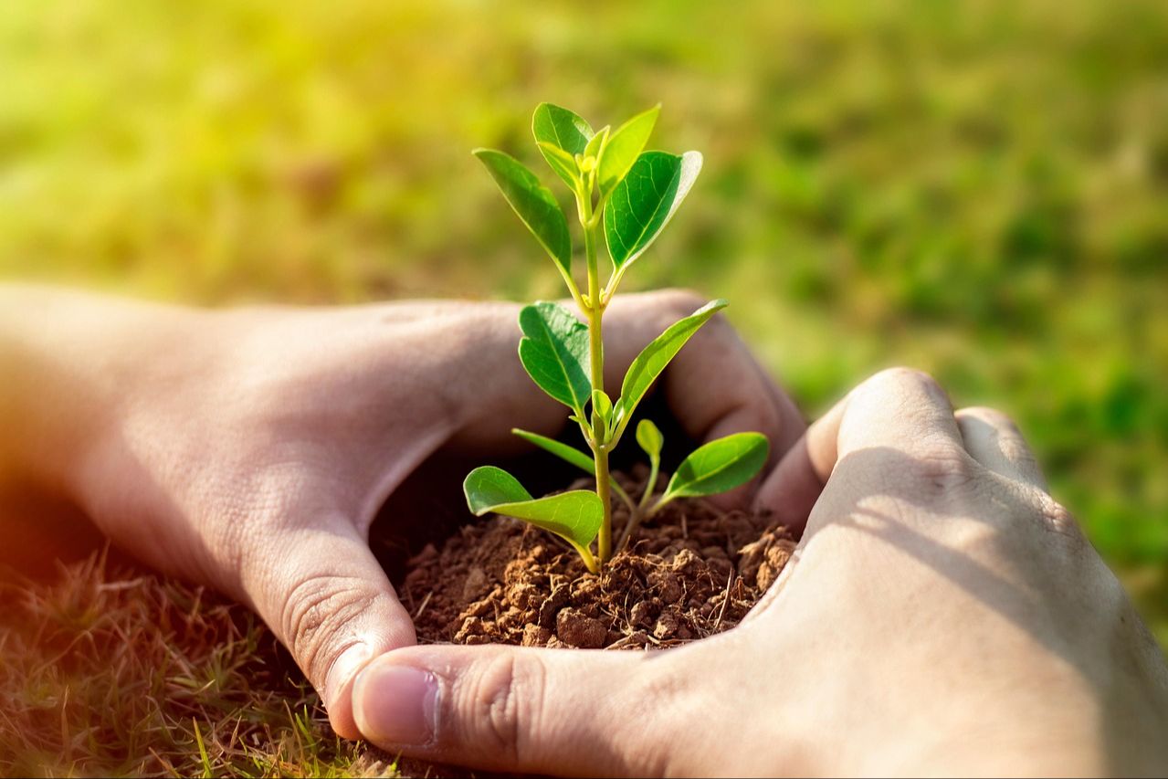 Campagne de vente de plants d'arbres