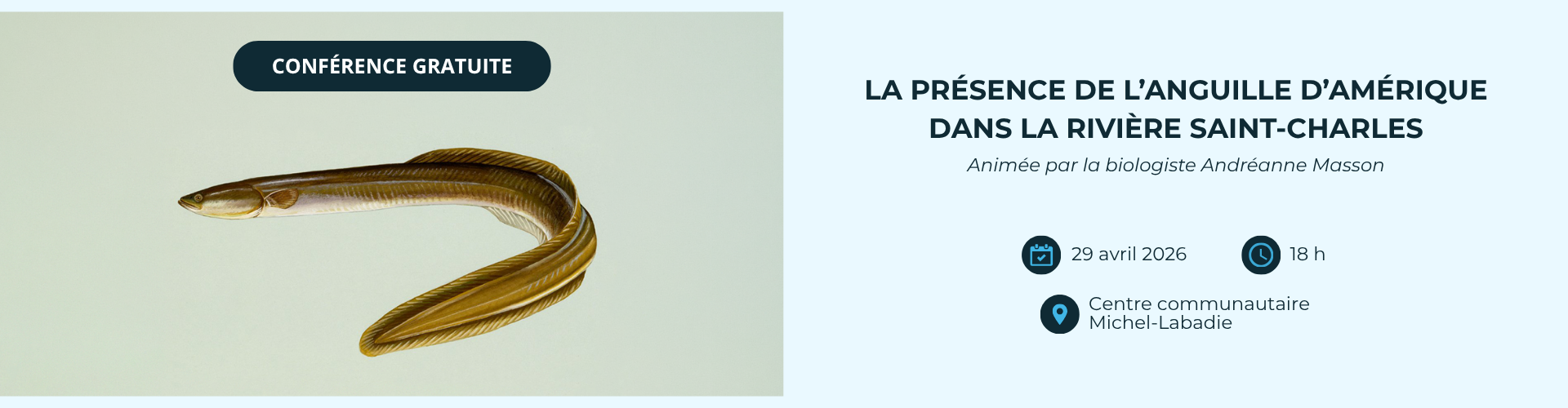 Présentation sur la présence de l’anguille d’Amérique dans la rivière Saint-Charles
