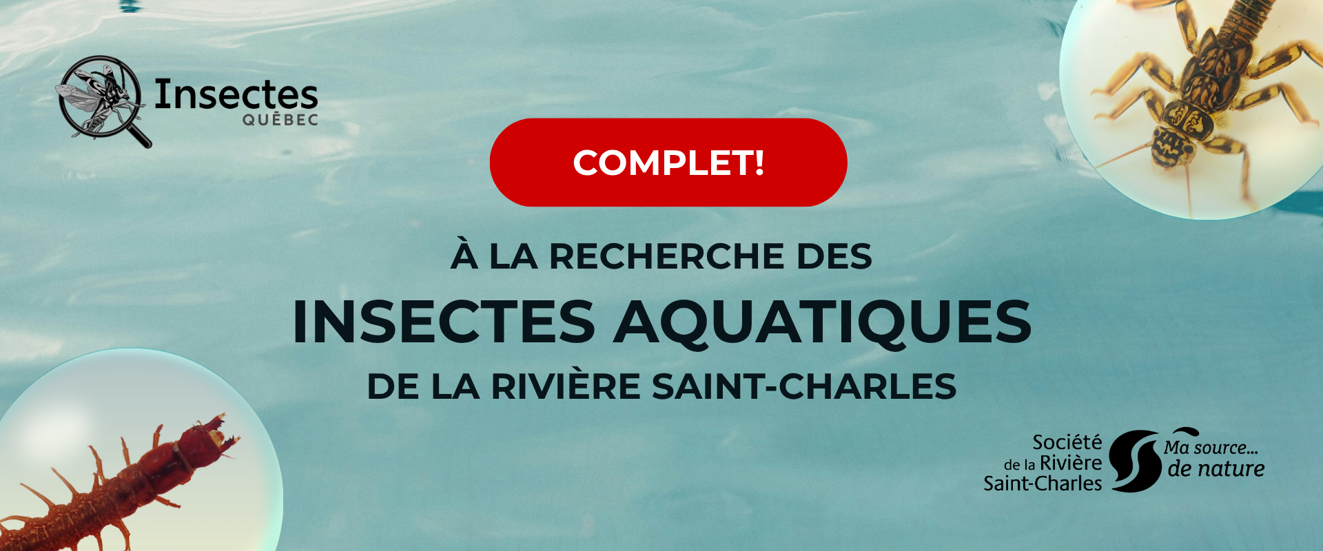 Carrousel Accueil - À la recherche des insectes aquatiques de la rivière Saint-Charles