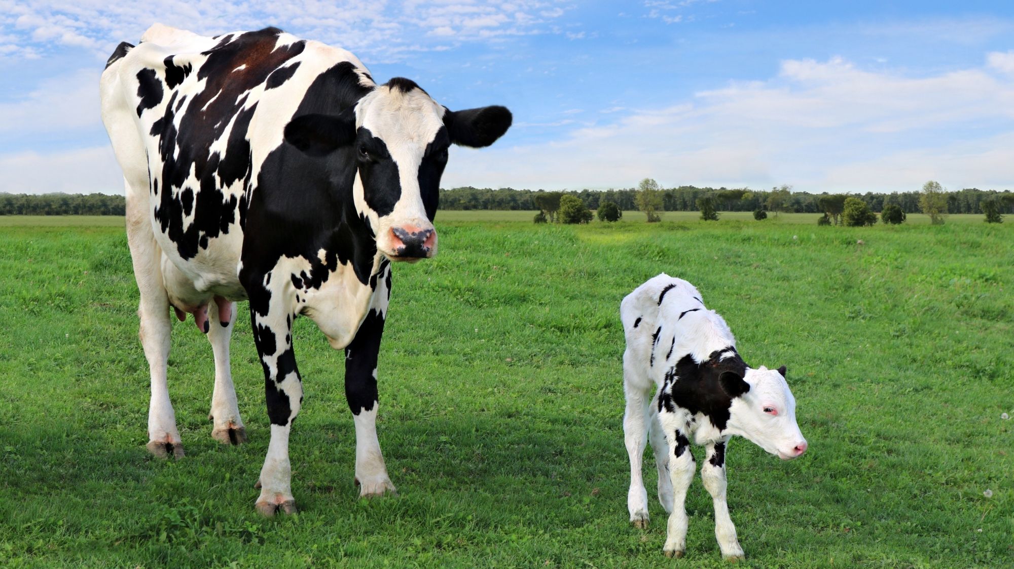 VISITE D'UNE FERME LAITIÈRE