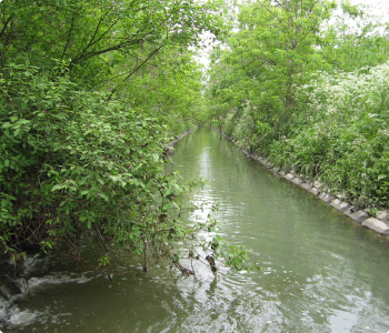 Streams and water bodies