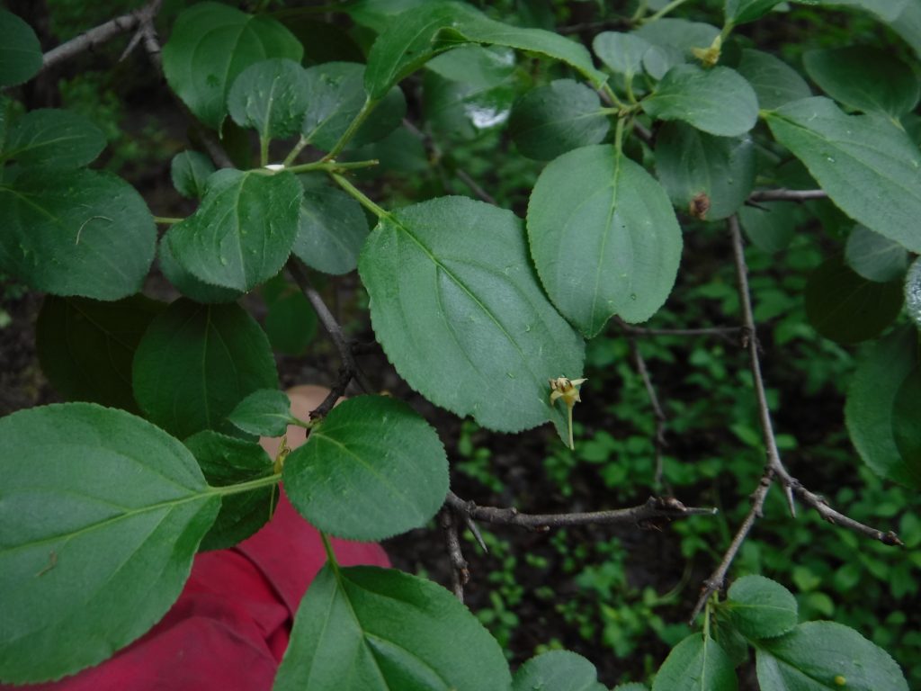 European buckthorn (Rhamnus cathartica) and glossy buckthorn (Frangula alnus)