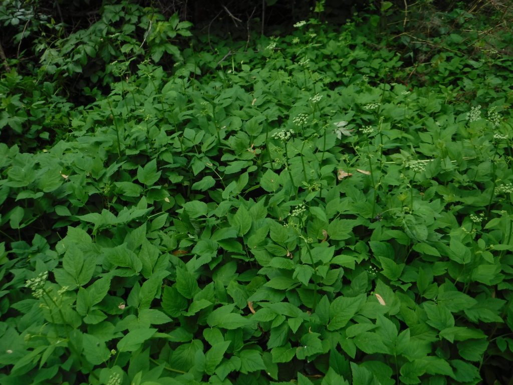 Goutweed (Aegopodium podagraria)