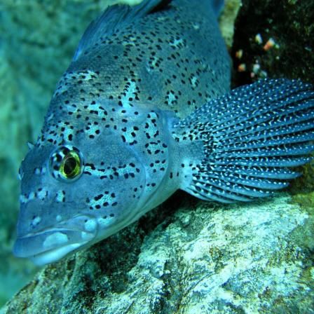 Sortie familiale à l'Aquarium de Québec