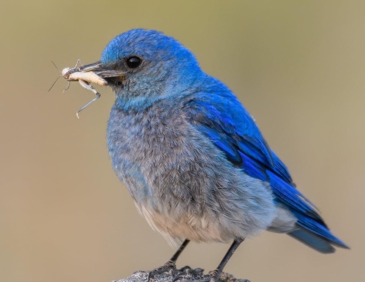 Workshop | Nestbox Monitoring