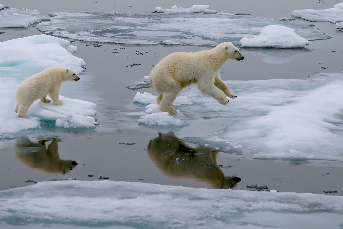 Ours polaire subissent les conséquences des changements climatiques