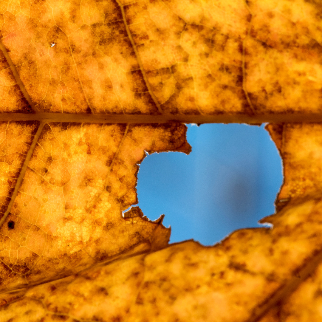 Le deuil sous toutes ses formes