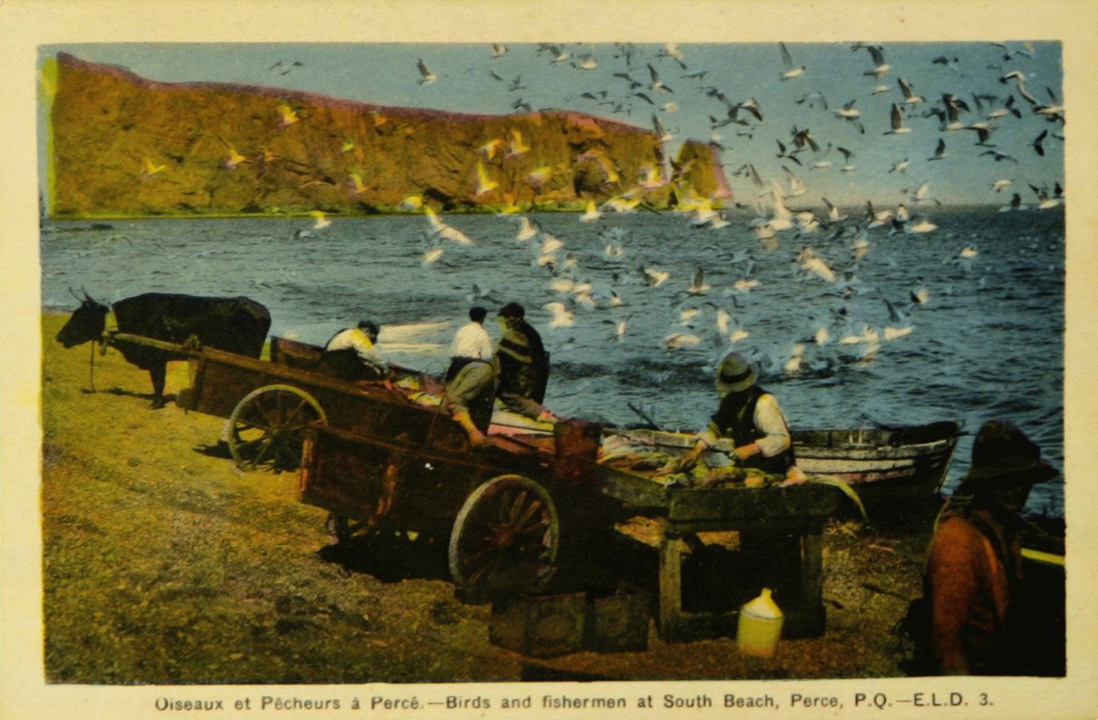 Oiseaux et Pêcheurs à Percé - Birds and Fishermen at South Beach, Percé, P. Q.