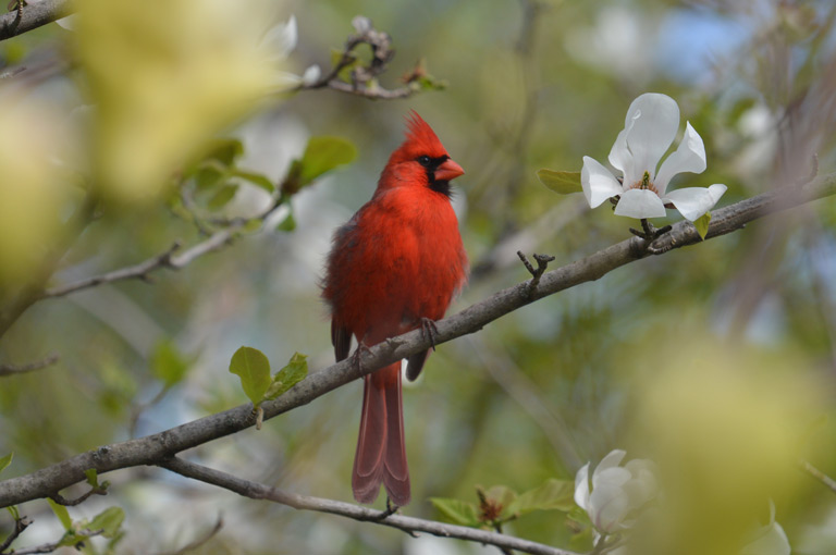 Cardinal rouge