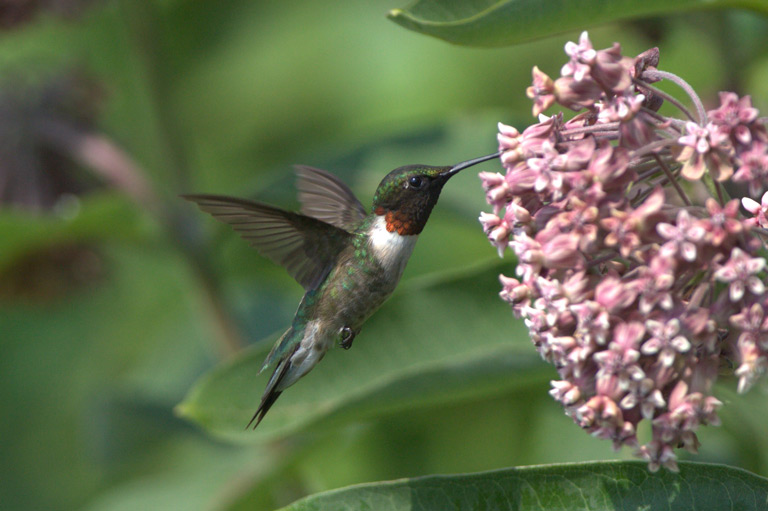 Colibri à gorge rubis